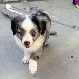 Toy Australian Shepherd puppies from Riders Toy Aussies