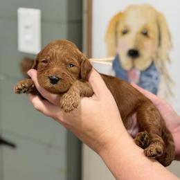 Merle - Red  male Goldendoodle puppy in Wharton, Texas from Little Fur Friends