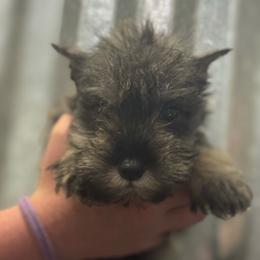 Mary - Salt and pepper female Miniature Schnauzer puppy in Wentworth, Missouri from Twisted R Farm