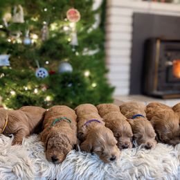 Goldendoodle Puppies from Park City Goldendoodles