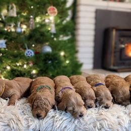 Goldendoodle Puppies from Park City Goldendoodles