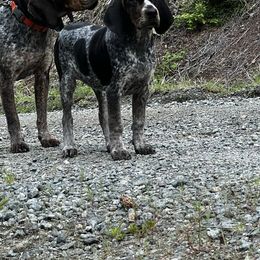 Bluetick Coonhound and Poodle Puppies from Dejah Bleu Kennels
