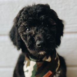 Boy 3 - Phantom Goldendoodle puppy in Omaha, Nebraska from The Rallo Farmhouse