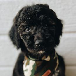 Boy 3 - Phantom Goldendoodle puppy in Omaha, Nebraska from The Rallo Farmhouse
