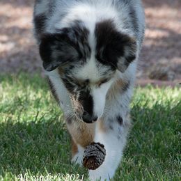 Australian Shepherds from Mykinda Aussies