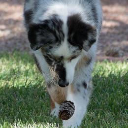 Australian Shepherds from Mykinda Aussies