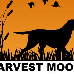 Curly-Coated Retrievers from Harvest Moon