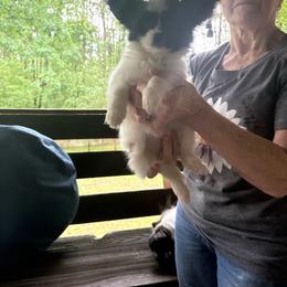 Hannah - White and black female Papillon puppy in Benton, Arkansas from Mama's Pride Poms and Paps