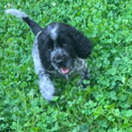 Boy 5 - Black and white male English Springer Spaniel puppy in Sherwood, Oregon from Cherri's English Springer Spaniels