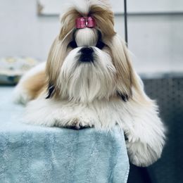 Poodle and Shih Tzu Puppies from Heritage Toy Poodles & Hallmark Jolei Shih Tzus