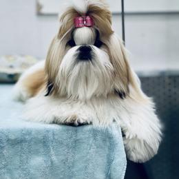 Poodle and Shih Tzu Puppies from Heritage Toy Poodles & Hallmark Jolei Shih Tzus