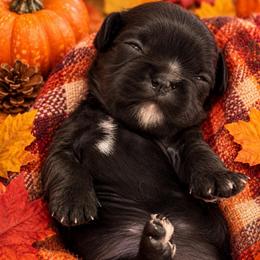 Girl 1 - Black and white female Cavalier King Charles Spaniel puppy in Melbourne, Florida from Majestic Cavaliers of Melbourne FL
