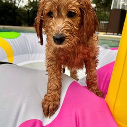 Goldendoodle Puppies from Lucky's Doodlez