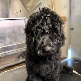 Pecan - Black male Goldendoodle puppy in Greensboro, Georgia from B’s Doodles