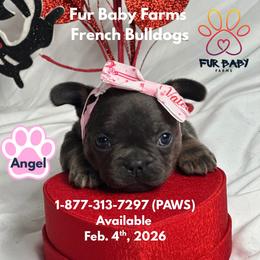 Angel - Blue female French Bulldog puppy in Michigan from Fur Baby Farms