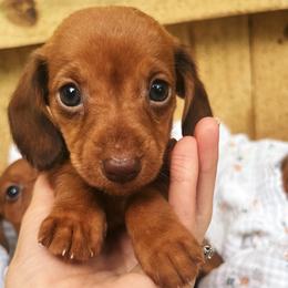 Henry - Red male Dachshund puppy in Mountain Home, Arkansas from The Teacup Homestead Miniature Dachshunds