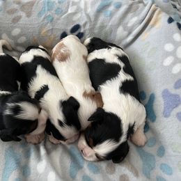 Cavalier King Charles Spaniel Puppies from Small Town Cavaliers
