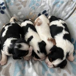 Cavalier King Charles Spaniel Puppies from Small Town Cavaliers