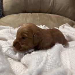 Rowen - Red  male Goldendoodle puppy in Graham, North Carolina from Geise Meadow Doodles