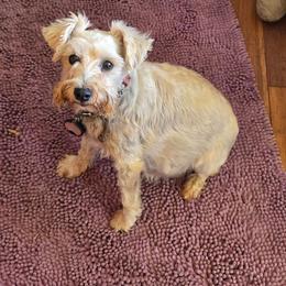 Bella - Miniature Schnauzer