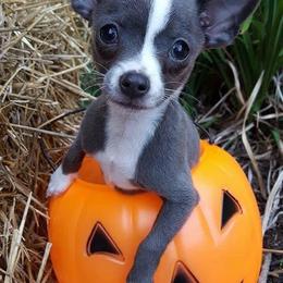 Chihuahua and Chinese Crested Puppies from Western Kentucky Chihuhua and Chinese Crested