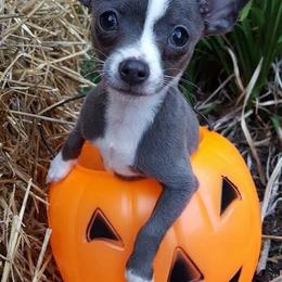 Chihuahua and Chinese Crested Puppies from Western Kentucky Chihuhua and Chinese Crested