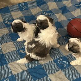 Shih Tzu Puppies from Added family