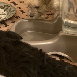 Schnoodle Puppies from Noodle Tings Puppies