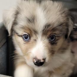 Bandit - Blue merle male Miniature Australian Shepherd puppy in Norwood, Missouri from Looney Farm’s Toy & Mini Aussies