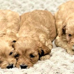 Cavapoo Puppies from Clearview Canines