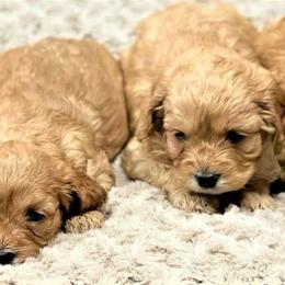 Cavapoo Puppies from Clearview Canines