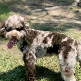 Benji - Goldendoodle