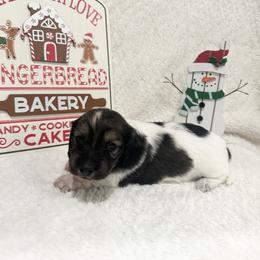 Luca CKC Reg - Cream male Dachshund puppy in Palestine, Texas from Oak tree Dachshunds