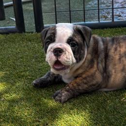 Hermoine Granger - Blue Collar - Fawn brindle and white female Bulldog puppy in Krum, Texas from K & K Little Blessings