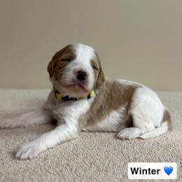 Winter - Parti male Goldendoodle puppy in Crothersville, Indiana from Wischmeier’s Doodles