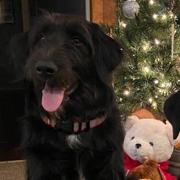 Rubble - Aussiedoodle