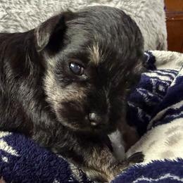 Saltgrl - Salt and pepper female Miniature Schnauzer puppy in Ferndale, Washington from Blackhorse Schnauzers Washington state