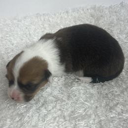 Oakley - Red female Pembroke Welsh Corgi puppy in Hillsville, Virginia from Bonderosa Kennels