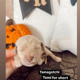 Tamagotchi- Tomi - Cream male Goldendoodle puppy in Mesa, Arizona from Pedersendoodles