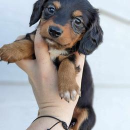 Dachshund Puppies from LPS weenies