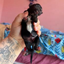 Batman - Black and white male Xoloitzcuintli puppy in Manitowoc, Wisconsin from Wonderland Kennel
