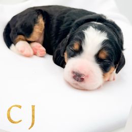 CJ - Tri-color male Bernedoodle puppy in Tipton, Indiana from Country Creek Doodles