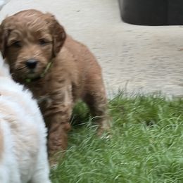 Goldendoodle Puppies from Ellie's Goldendoodles