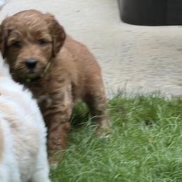 Goldendoodle Puppies from Ellie's Goldendoodles