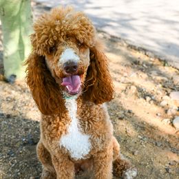 Bailey - Poodle