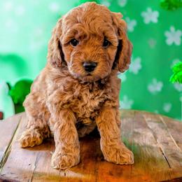 Bingo - Red female Cockapoo puppy in Sparta, Missouri from Sis' Doodles & Poodles