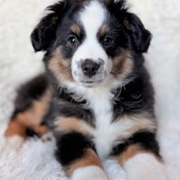 BTM - Black tri male Miniature Australian Shepherd puppy in Evansville, Indiana from Indiana Toy & Mini Aussies
