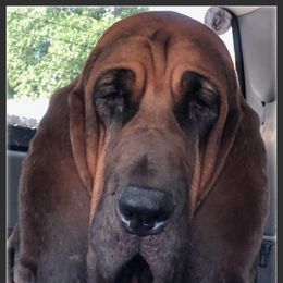 Bloodhound Puppies from Rays Of Sunshine Bloodhounds
