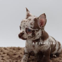 Henry (has overbite) - Merle male Chihuahua puppy in Tulsa, Oklahoma from H-3 Chihuahuas