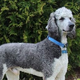 Poodles from Whiteaker's Standard Poodles